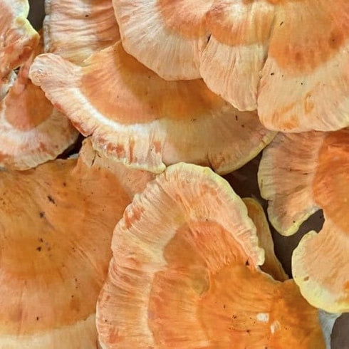 Organic Chicken of the Woods Sawdust Spawn